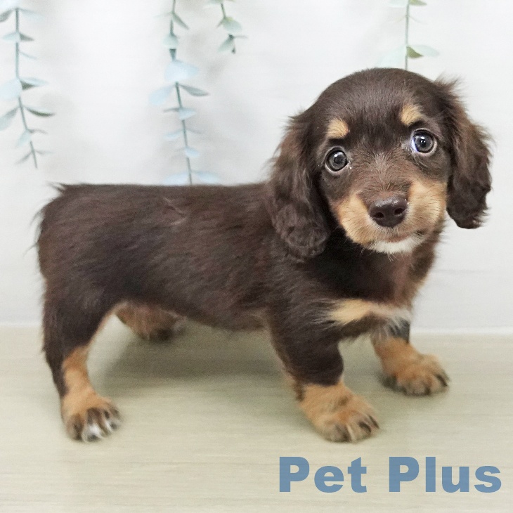 ミニチュア・ダックスフンド