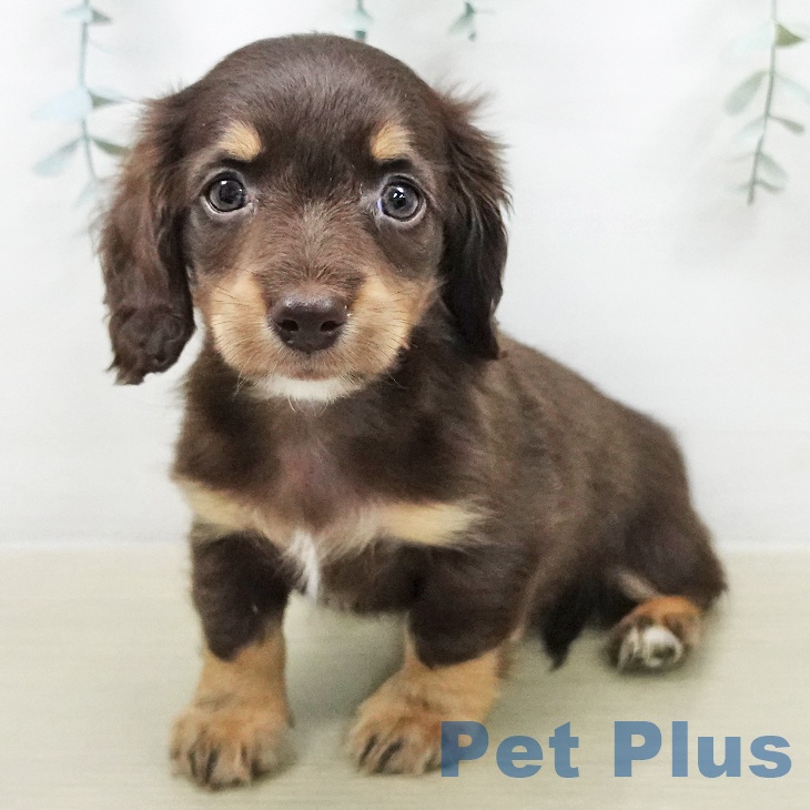 ミニチュア・ダックスフンドの写真2