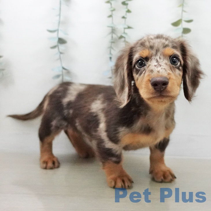 ミニチュア・ダックスフンド