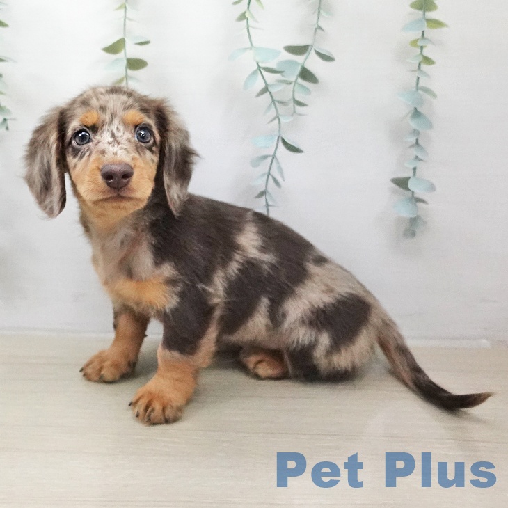 ミニチュア・ダックスフンド