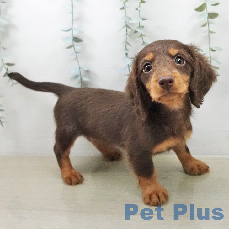 ミニチュア・ダックスフンド