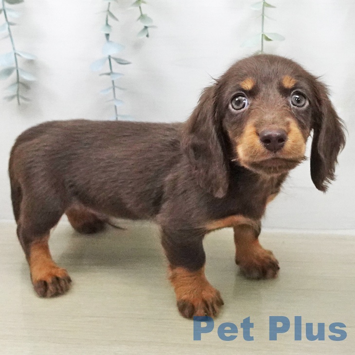 ミニチュア・ダックスフンド