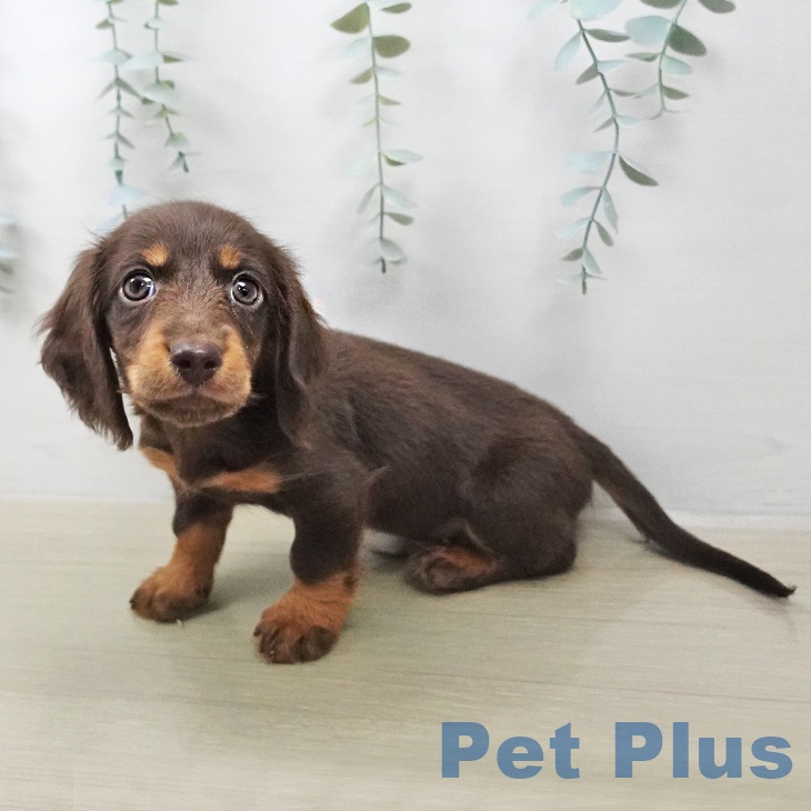 ミニチュア・ダックスフンドの写真2