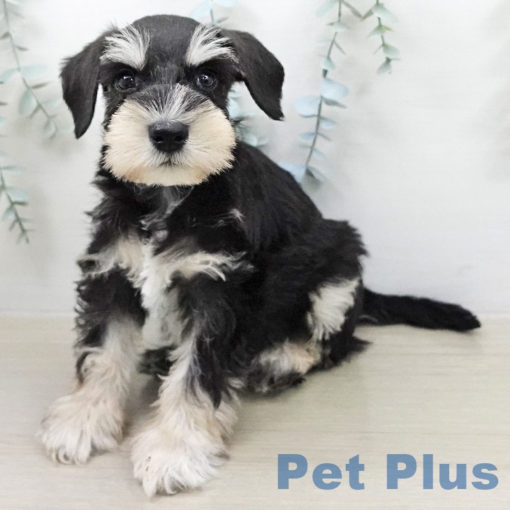 ミニチュア・シュナウザー