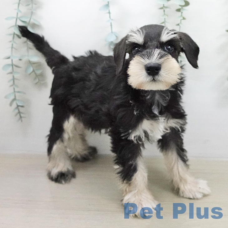 ミニチュア・シュナウザーの写真2