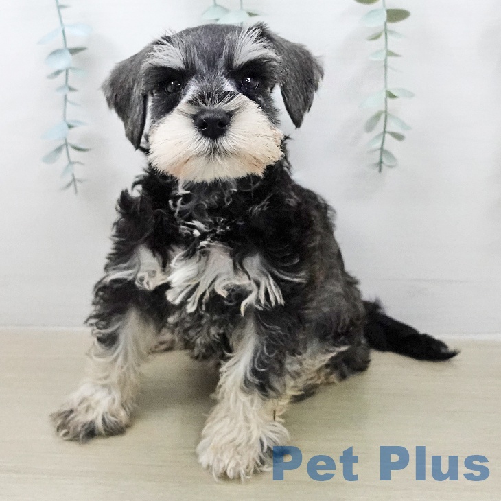 ミニチュア・シュナウザー