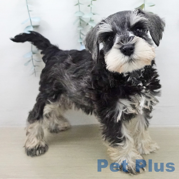 ミニチュア・シュナウザーの写真2