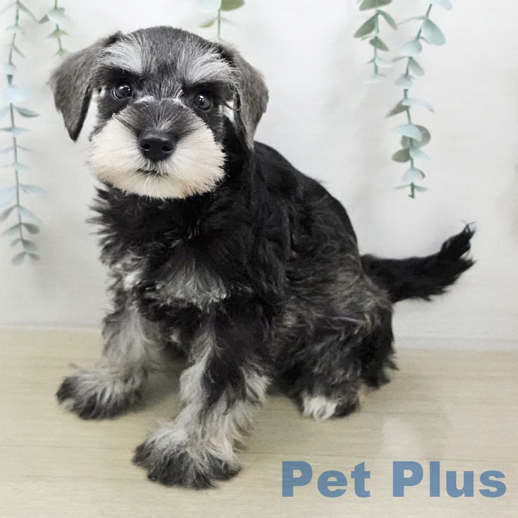 ミニチュア・シュナウザー