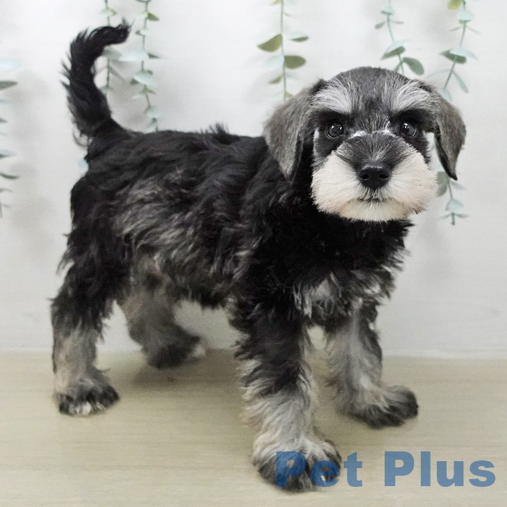 ミニチュア・シュナウザー