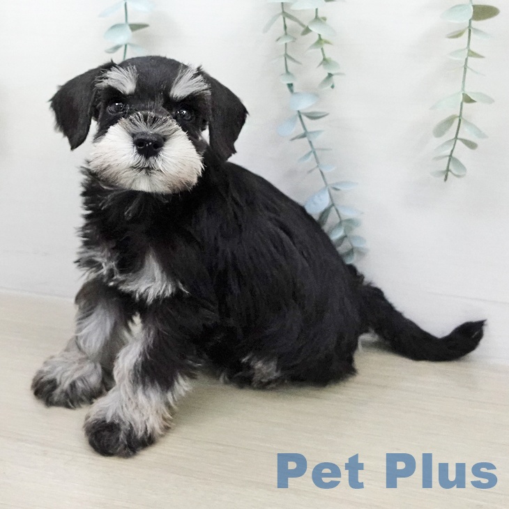 ミニチュア・シュナウザー