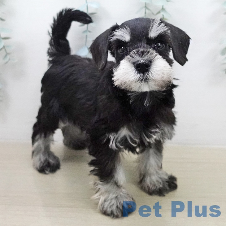 ミニチュア・シュナウザーの写真2