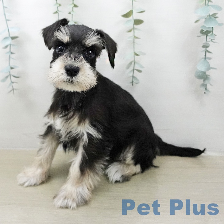 ミニチュア・シュナウザー