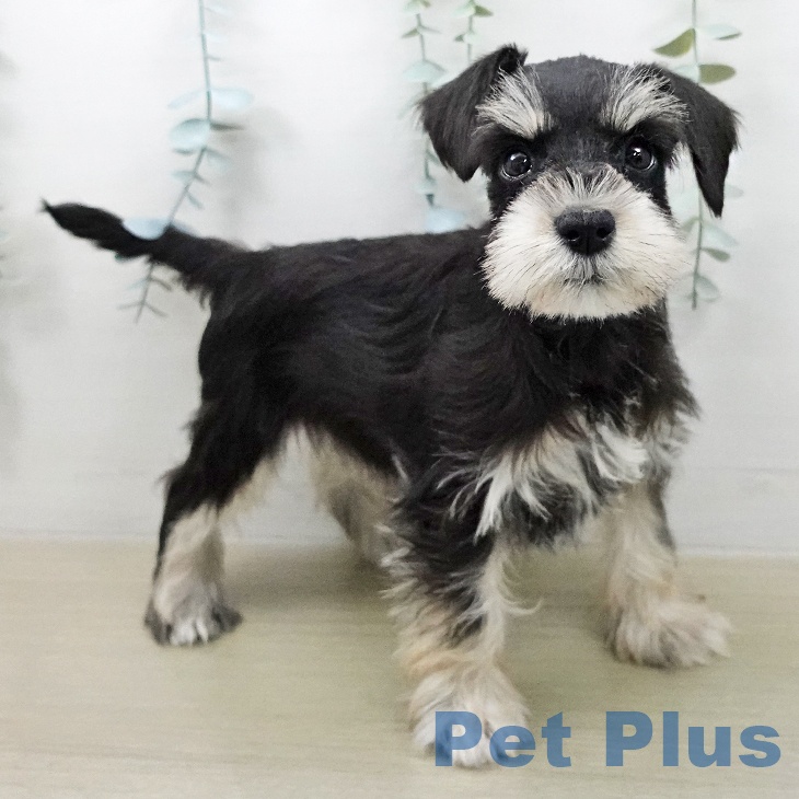 ミニチュア・シュナウザーの写真2