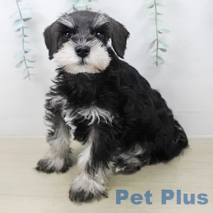 ミニチュア・シュナウザーの写真1