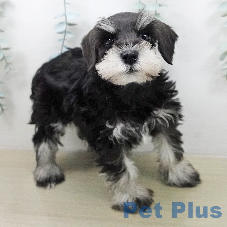 ミニチュア・シュナウザーの写真2