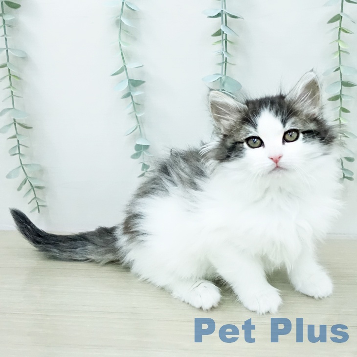 ノルウェージャンフォレストキャット