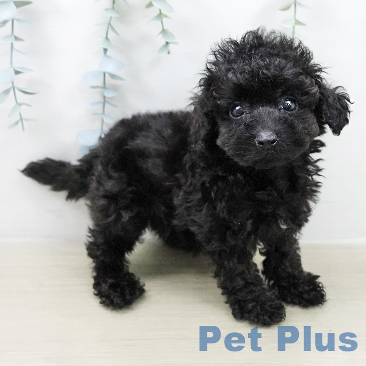 トイ・プードル