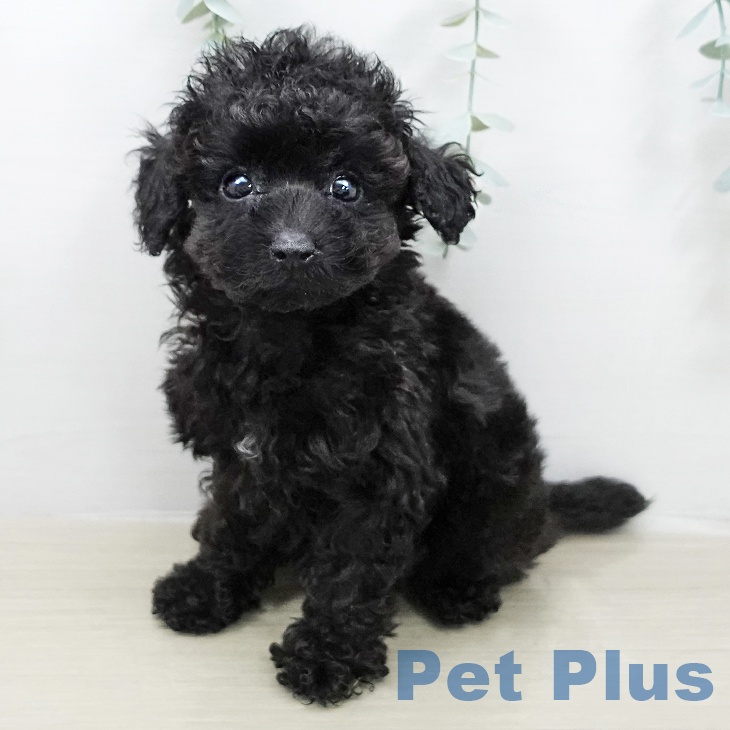 トイ・プードルの写真2