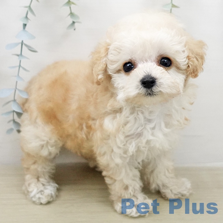 トイ・プードル