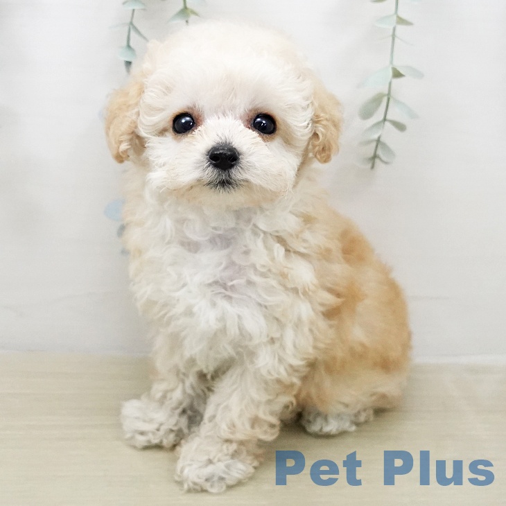 トイ・プードルの写真2