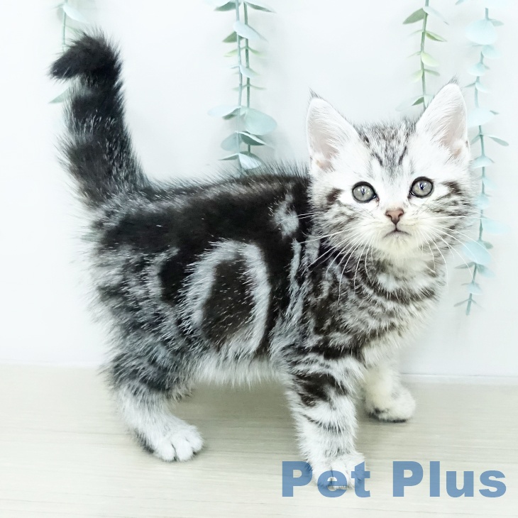 アメリカンショートヘア