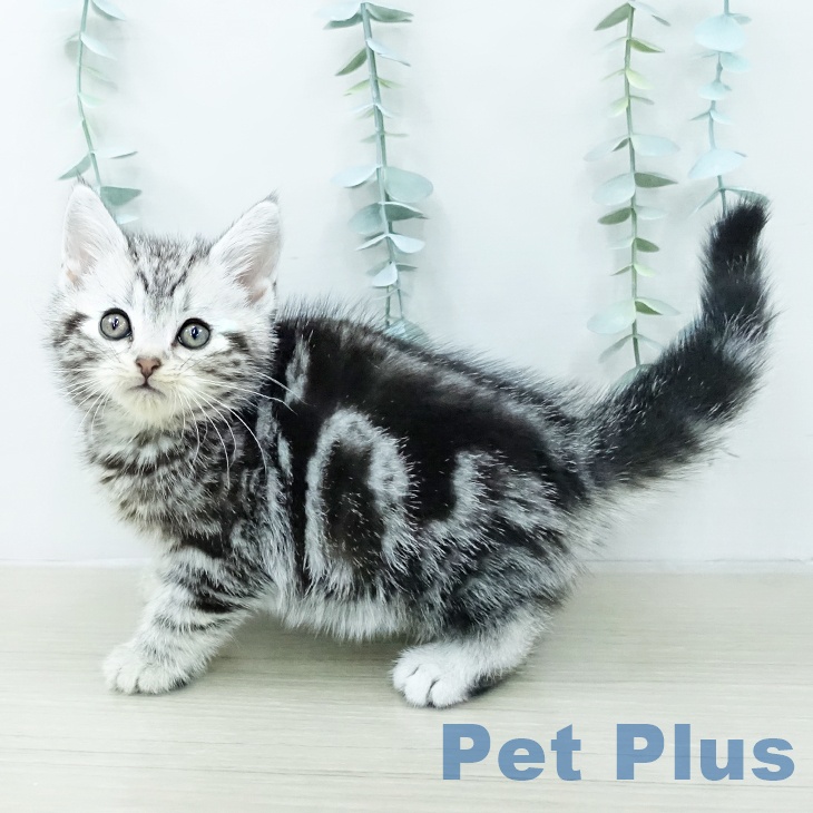 アメリカンショートヘアの写真2