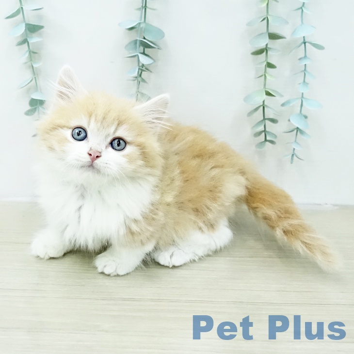 マンチカンの写真2