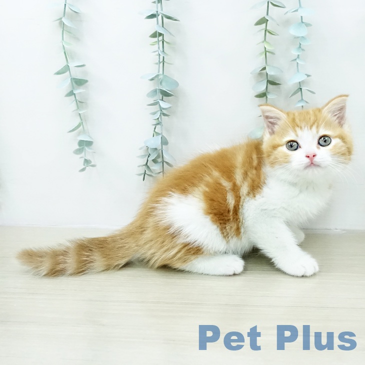 スコティッシュフォールドの写真2