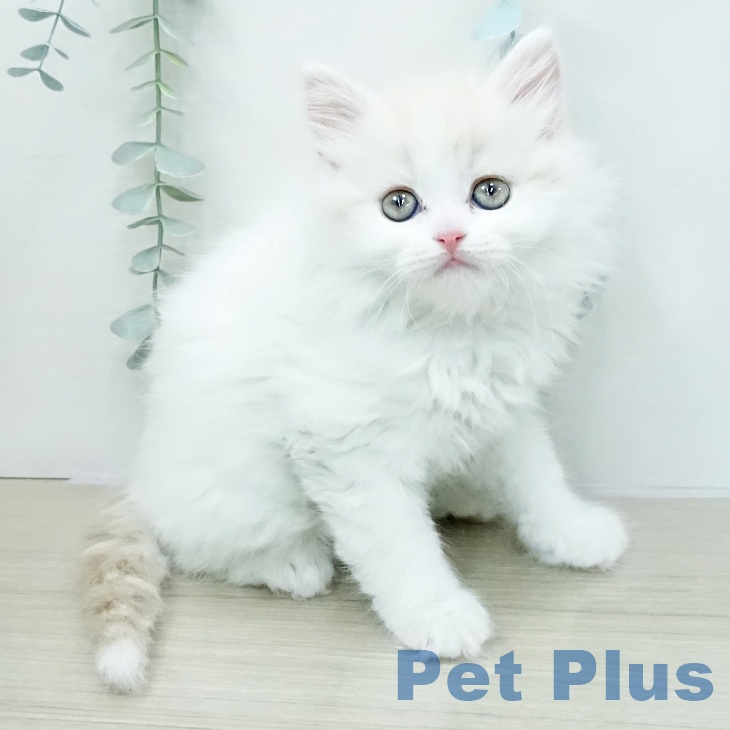 スコティッシュフォールド