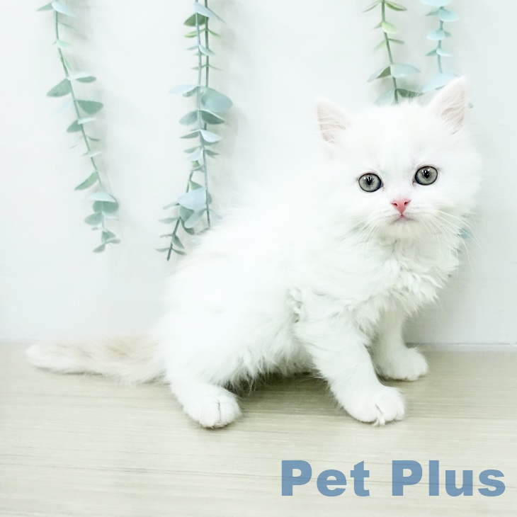 スコティッシュフォールド