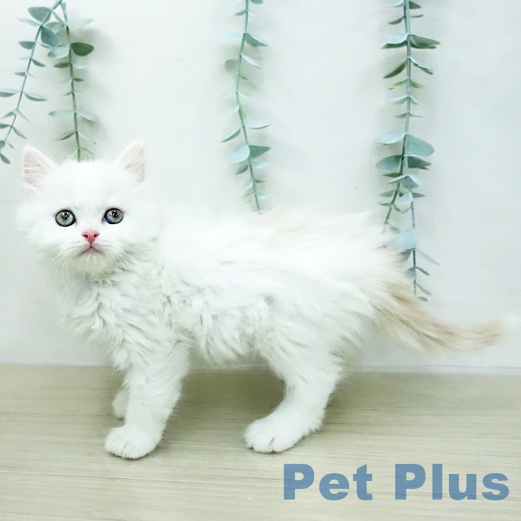 スコティッシュフォールドの写真2