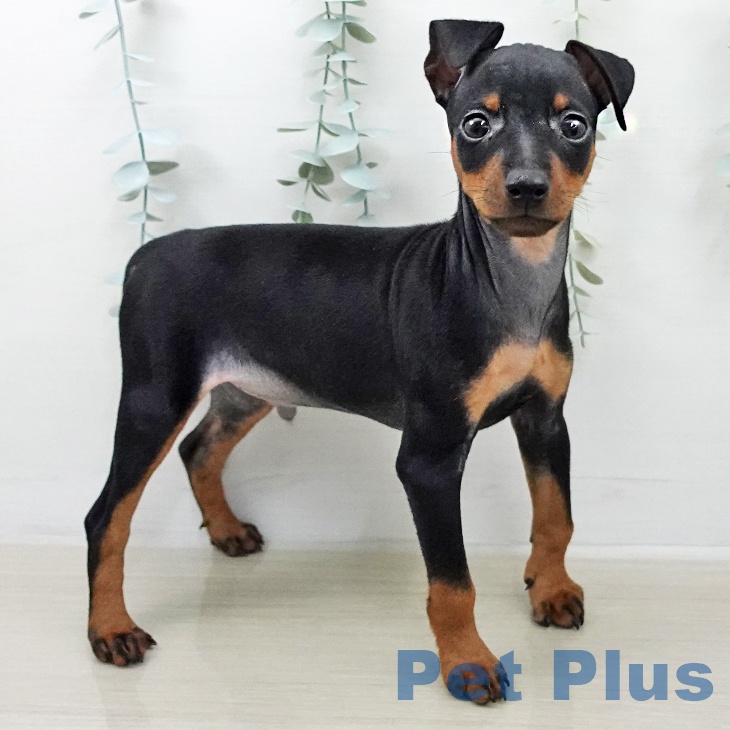 ミニチュア・ピンシャー