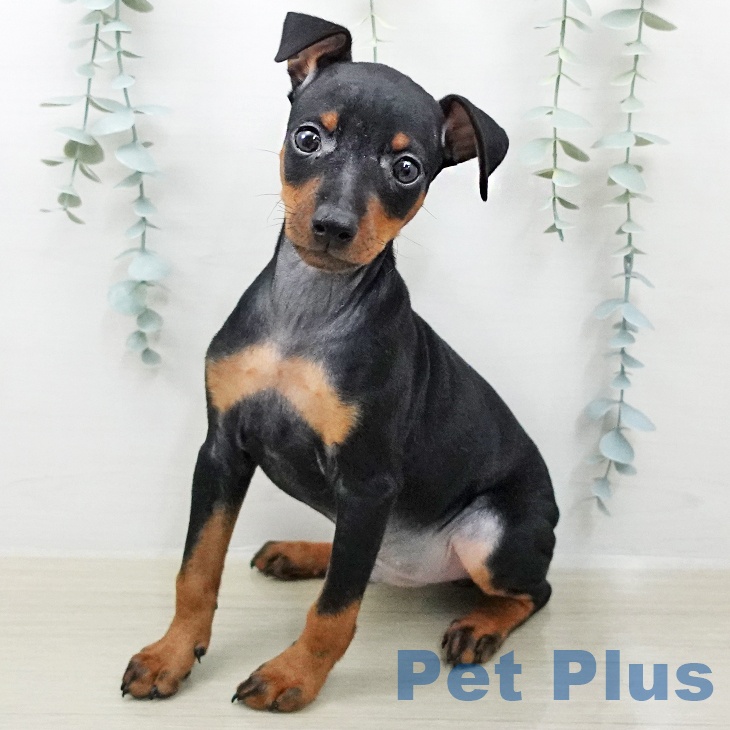 ミニチュア・ピンシャーの写真2