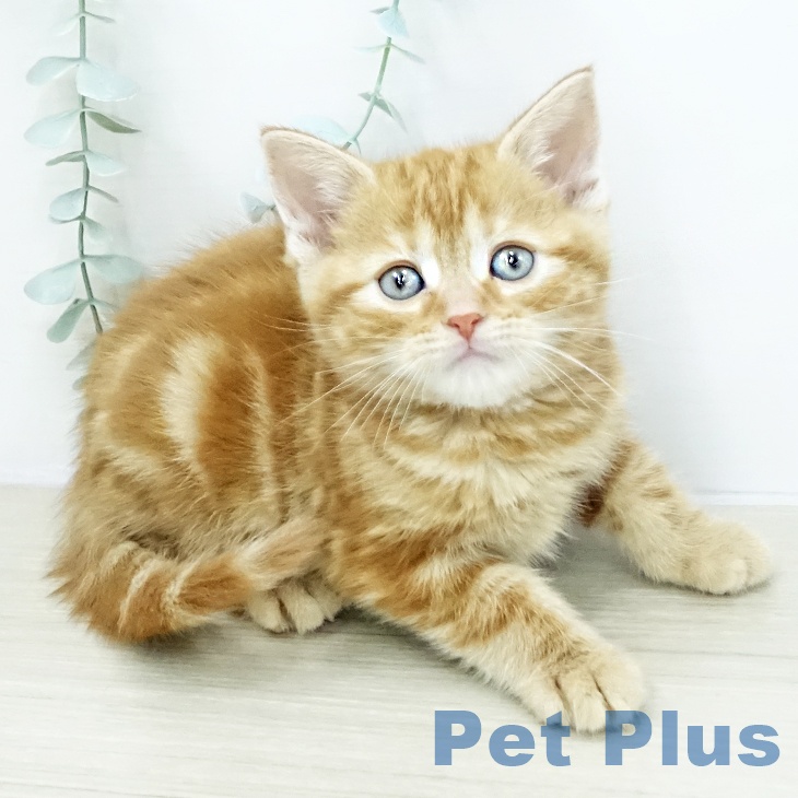 アメリカンショートヘア