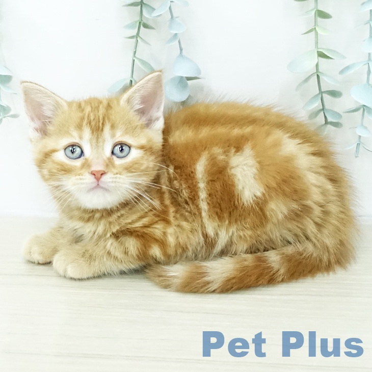 アメリカンショートヘアの写真2