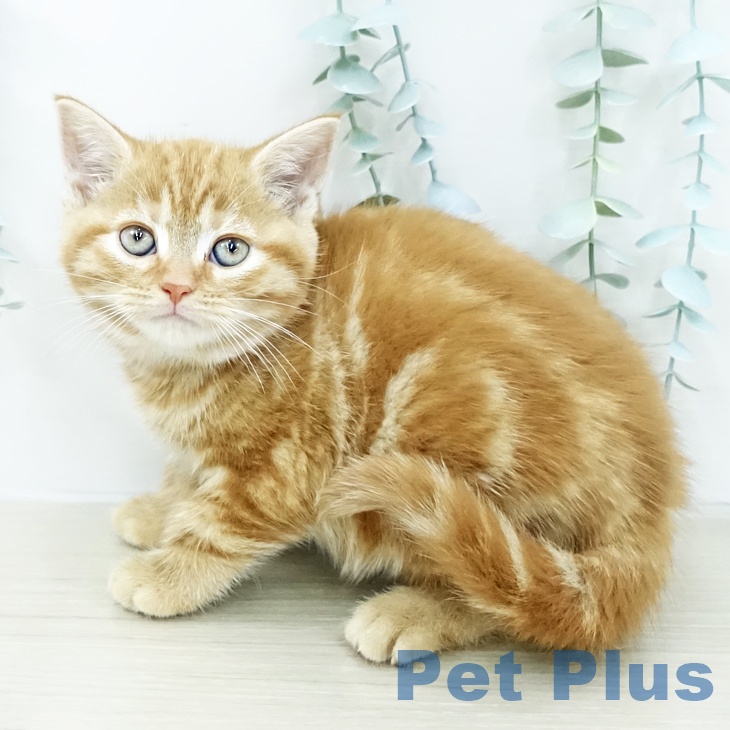 アメリカンショートヘアの写真2