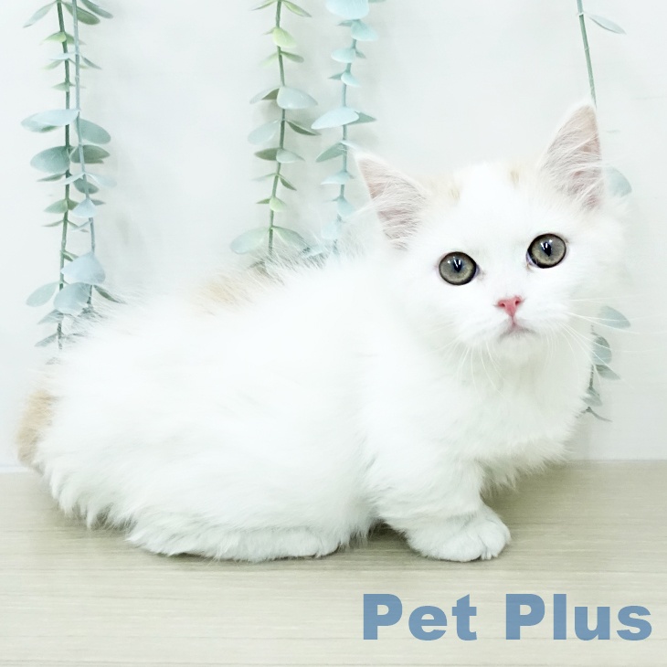 マンチカンの写真2