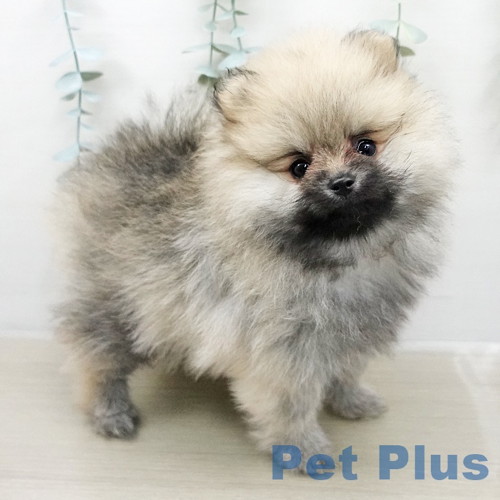 ポメラニアンの写真2