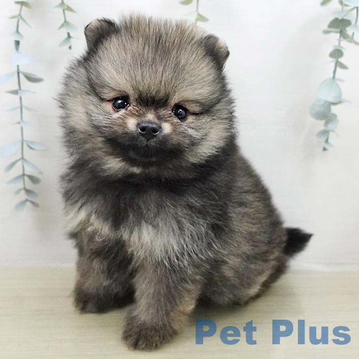 ポメラニアンの写真2