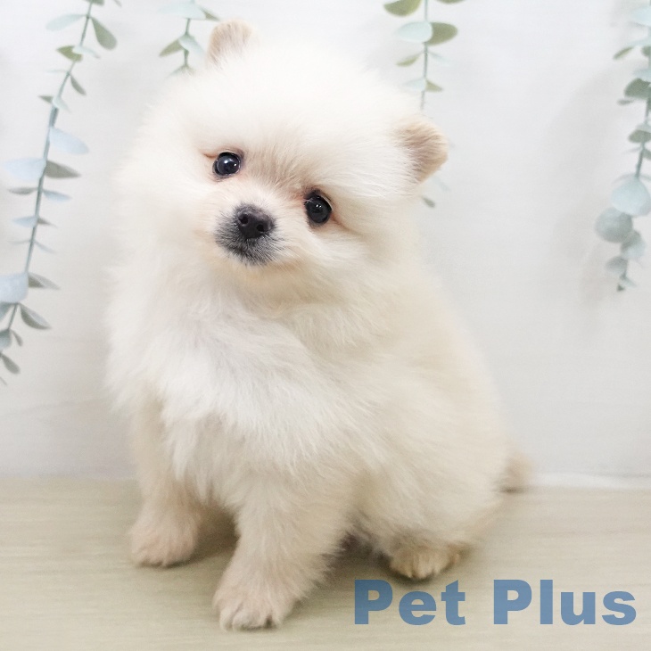 ポメラニアンの写真2