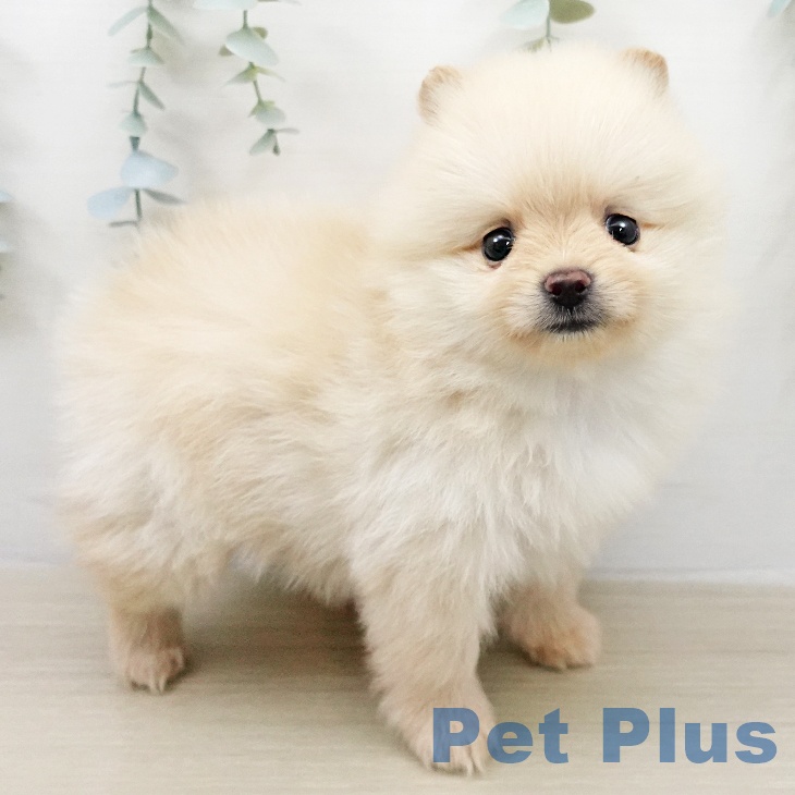 ポメラニアンの写真2