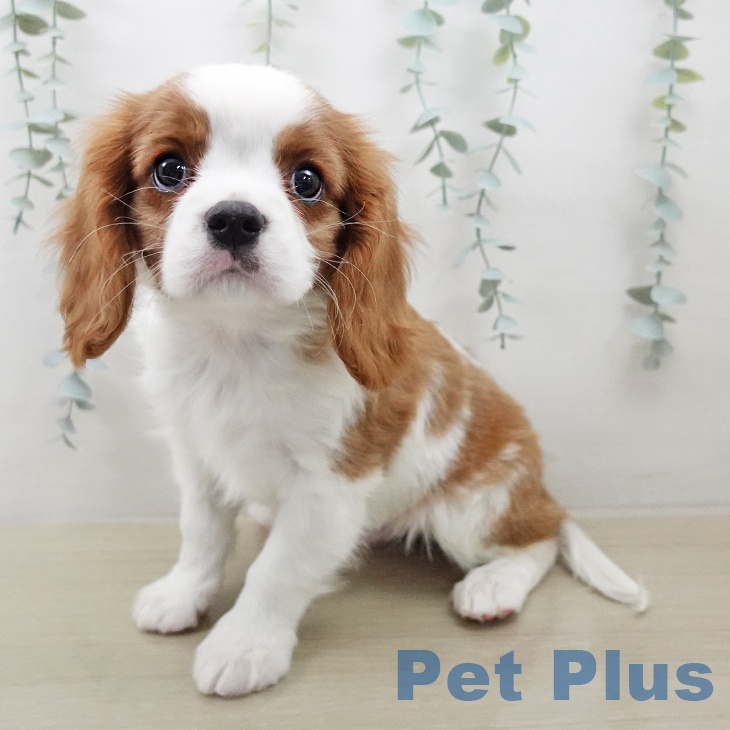 キャバリア・キングチャールズ・スパニエル