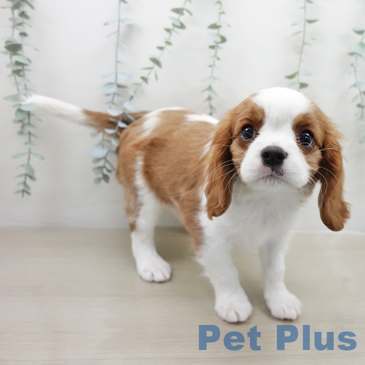 キャバリア・キングチャールズ・スパニエル