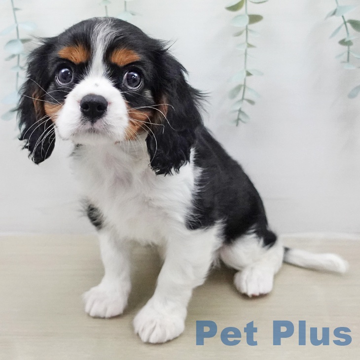 キャバリア・キングチャールズ・スパニエルの写真2