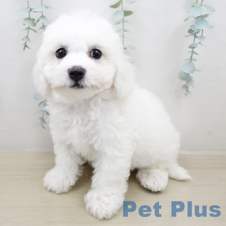 ビション・フリーゼ