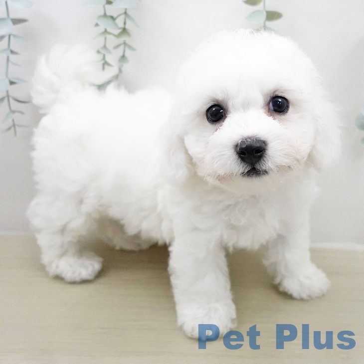 ビション・フリーゼの写真2