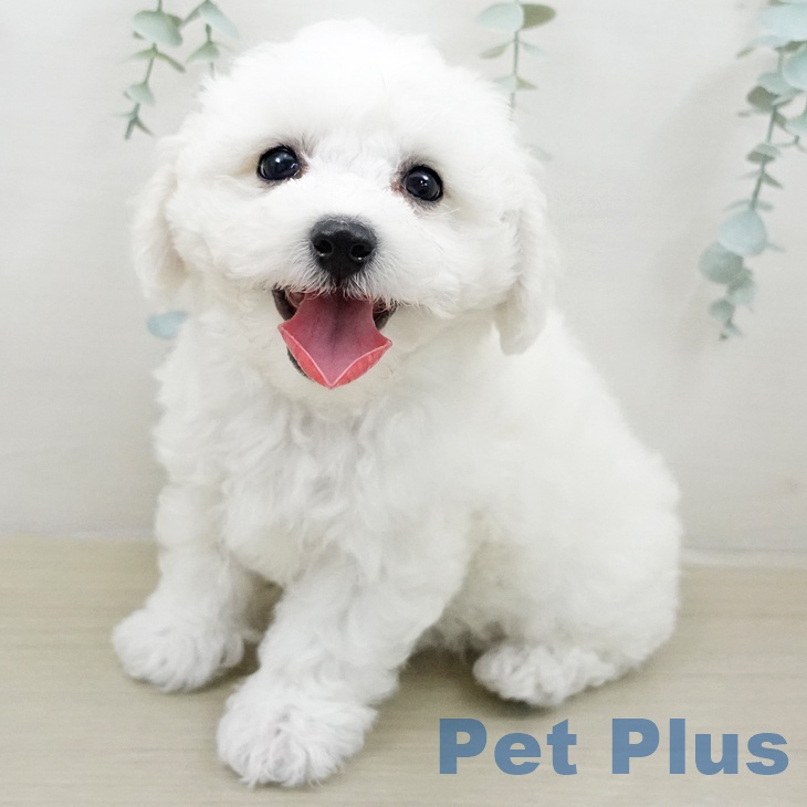 ビション・フリーゼの写真2