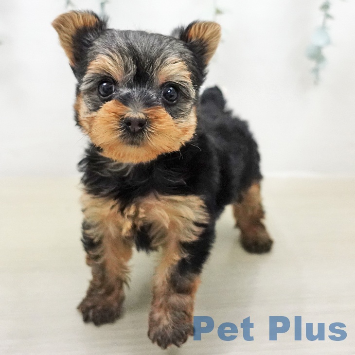 ヨークシャー・テリア