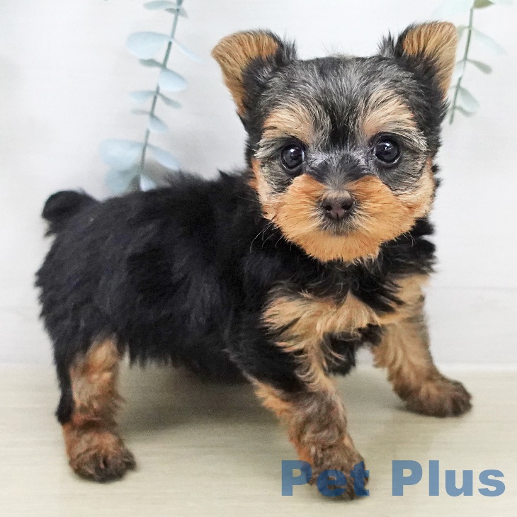 ヨークシャー・テリアの写真2