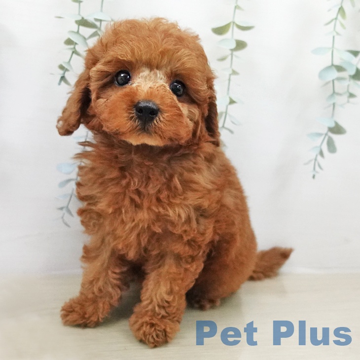 トイ・プードル